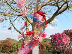 -东莞植物园