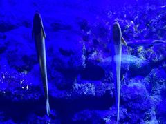 -江和美海洋公园