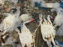 -半岛听涛蒸汽海鲜自助(K11店)