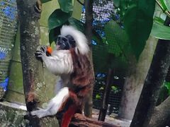 -新加坡飞禽公园