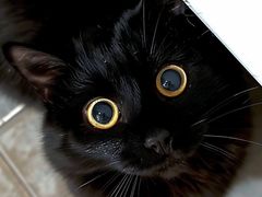 -lincat·猫舍(广州店)