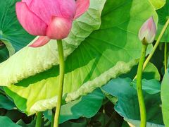 -莲花池公园