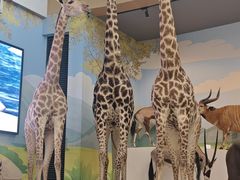 -陕西自然博物馆