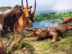 -国家自然博物馆