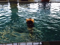 -海河假日酒店·游泳馆