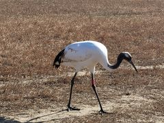 -盐城丹顶鹤湿地生态旅游区