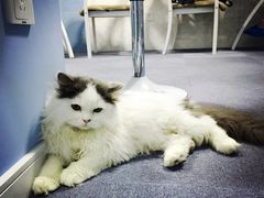 喵的天空-喵的天空名猫咖啡馆·撸猫·猫舍·用品