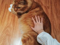 -MOCHA明星猫咖(田子坊店)