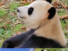 -都江堰中华大熊猫苑