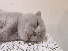 -猫友咖啡店(玉林西路店)