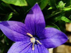 -植物学家的女儿(北马道巷店)