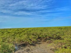 -北海金海湾红树林生态旅游区