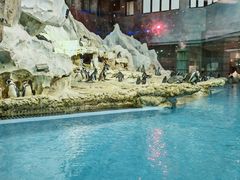 -帝企鹅自助餐厅•儿童岛•真企鹅(长隆企鹅酒店)