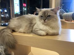 -瞄一喵猫咖(格力海岸店)