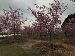 -天适樱花悠乐园