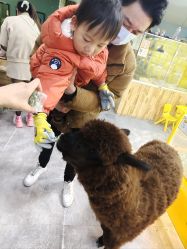 -神奇动物撸宠馆·羊驼·小浣熊·异宠(豫园店)