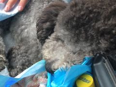 -安安宠医·安宠宠物医院