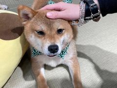 -逗柴咖啡屋·狗咖猫咖宠物桌游