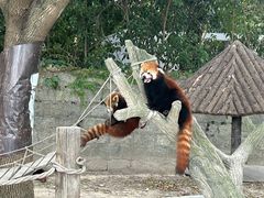 -上海野生动物园