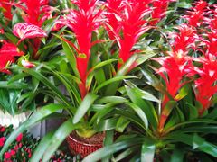 -秦美花卉(天朗·莱茵小城2期店)