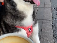 -SAFARI COFFEE