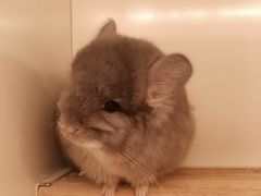 -龙猫仔乐园(惠福东路店)