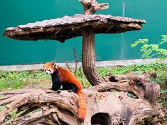 -大连森林动物园