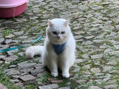 -黎里古镇