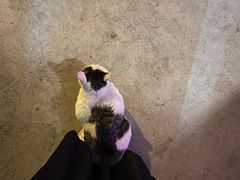 -ZING鲸鱼啤酒(葡萄院店)