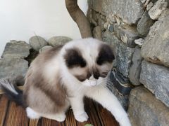 -喵屿·大理花园猫咖