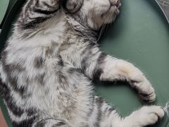 -猫儿山۰猫主题餐厅