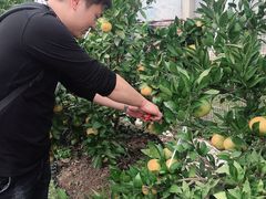 -前小桔亲子创意农场·草莓采摘·露营烧烤