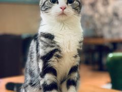 -猫小院猫主题餐厅(三里屯店)