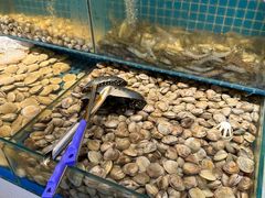 -港畔赶海蒸汽海鲜烧烤自助(仙螺岛店)