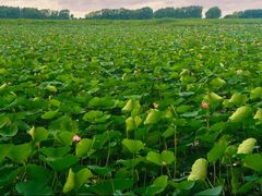 -白渔泡湿地公园