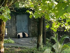 -都江堰中华大熊猫苑