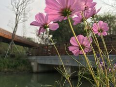 -昆山城市生态森林公园