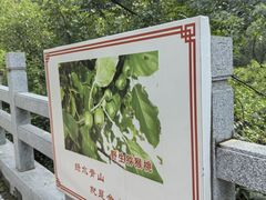 -大岭沟猕猴桃谷风景区