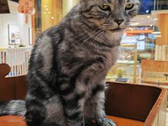 -藏猫猫咖啡主题馆(中央大道店)