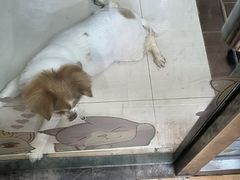 -熊小胖宠物生活馆(天华园店)