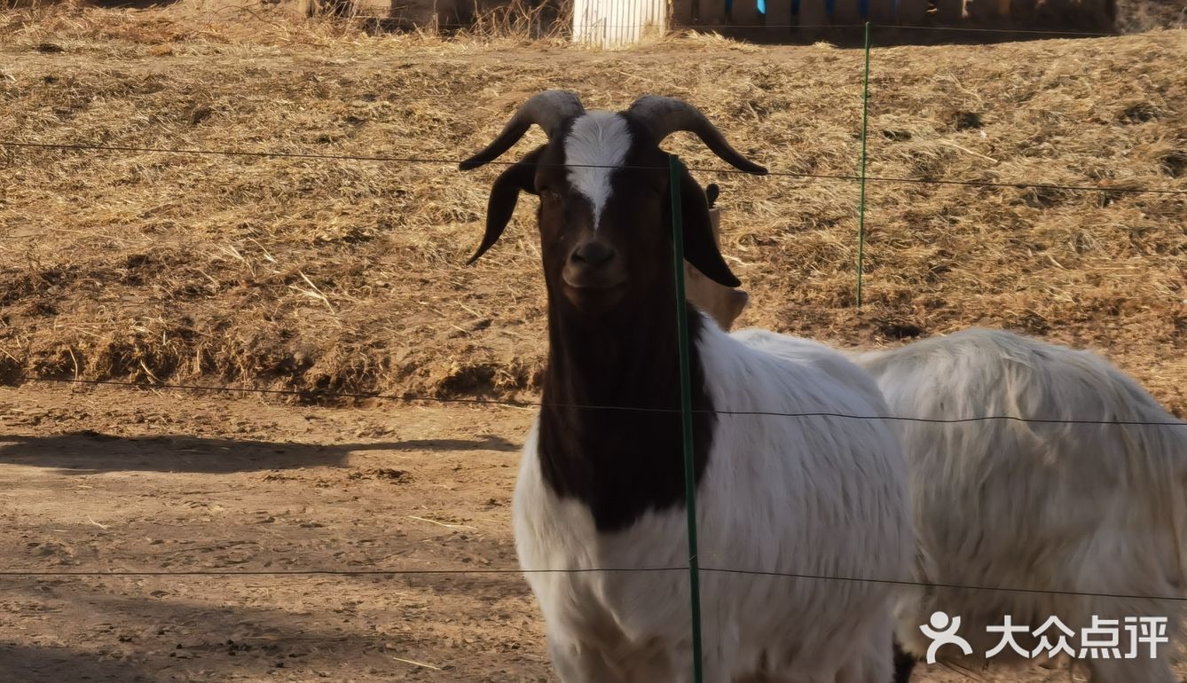 大兴野生动物园半日游