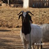 大兴野生动物园半日游