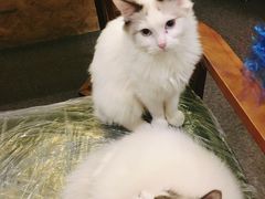 -猫色咖啡·猫咖