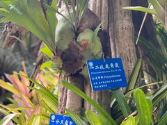 -中国科学院西双版纳热带植物园