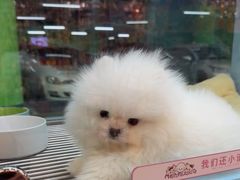 -FAELING PETS美天灵宠物(合生汇店)