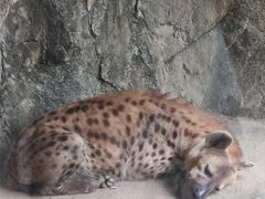 -杭州野生动物世界