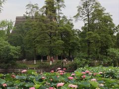 -成都南湖公园