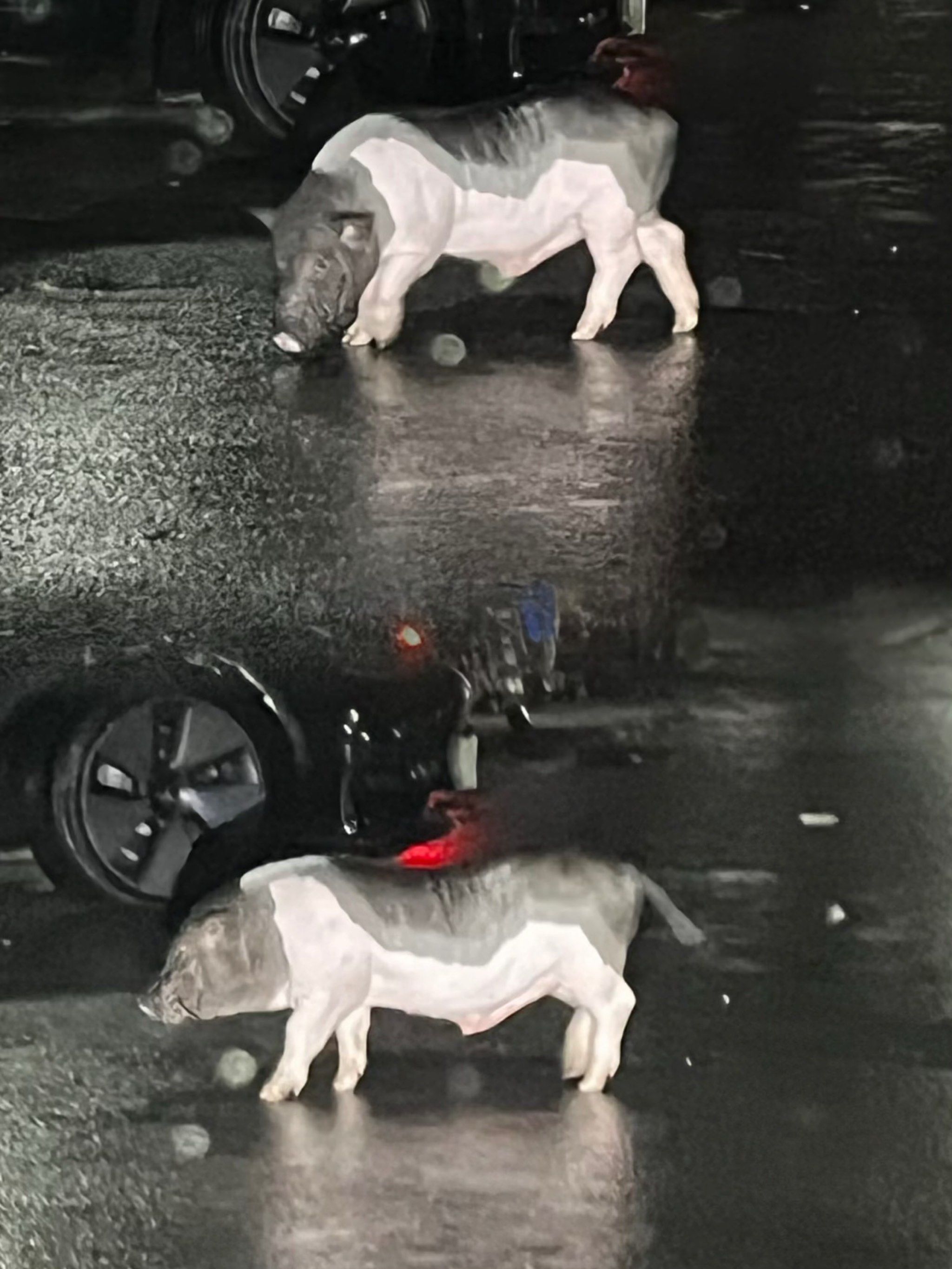 谁家猪跑了啊!户外骑行在路上看到猪了!