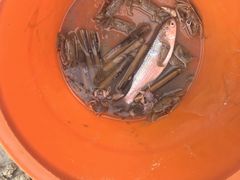 -红树林天天赶海