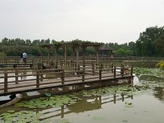 -大湾区中央湿地公园